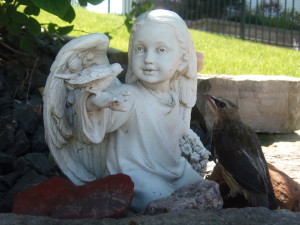Cedar Wax Wing discovers an angel 